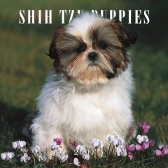 shih tzu puppies 2007 mini calendar jpg